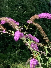Limenitis arthemis arthemis