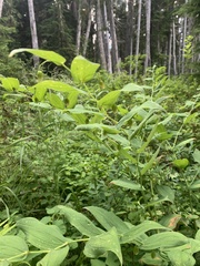 Streptopus amplexifolius