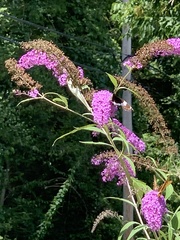 Limenitis arthemis arthemis