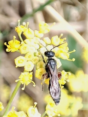 Tiphiinae