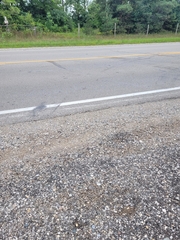 Chrysemys picta marginata