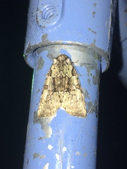 Leuconycta lepidula