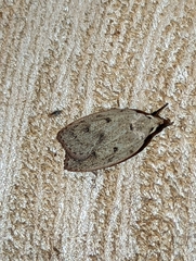 Machimia tentoriferella