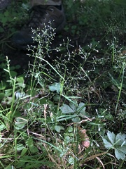 Agrostis perennans
