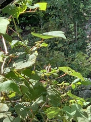 Limenitis arthemis arthemis