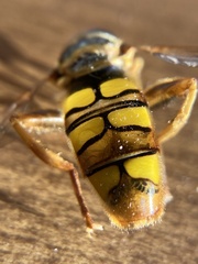 Milesia virginiensis