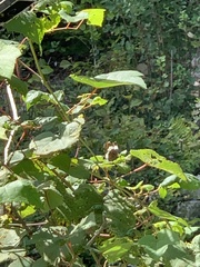 Limenitis arthemis arthemis