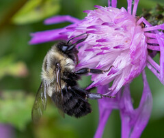 Bombus impatiens
