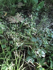 Agrostis perennans