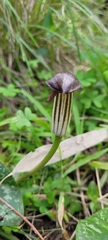 Arisarum vulgare