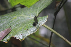 Pseudohaetera mimica