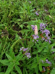 Heliotropium amplexicaule