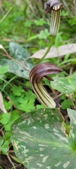 Arisarum vulgare