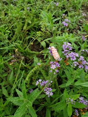 Heliotropium amplexicaule