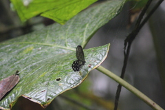 Pseudohaetera mimica