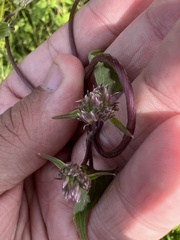 Mikania scandens