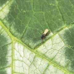 Diplazon laetatorius