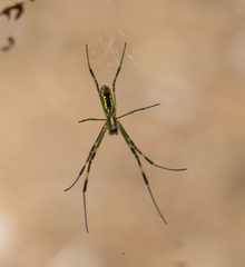 Trichonephila clavata