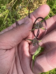 Mikania scandens