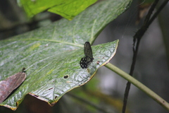 Pseudohaetera mimica