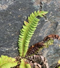 Polystichum lonchitis