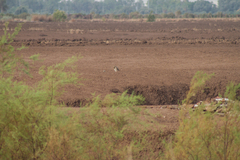 Athene cunicularia hypugaea