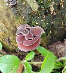 Auricularia
