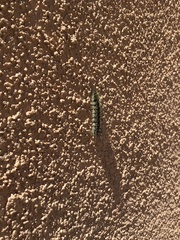 Erebidae