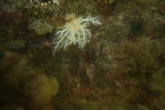 Eupentacta quinquesemita