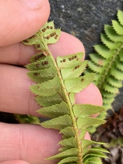 Polystichum lonchitis