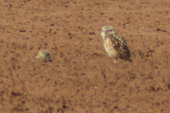 Athene cunicularia hypugaea