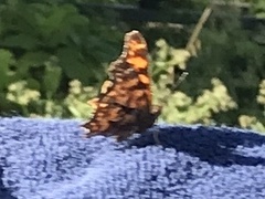 Polygonia