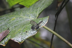 Pseudohaetera mimica