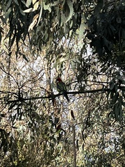 Platycercus eximius eximius