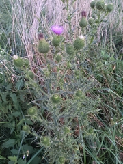 Cirsium vulgare