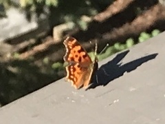 Polygonia