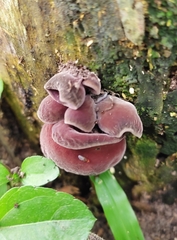 Auricularia