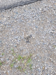 Chrysemys picta marginata