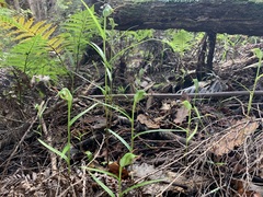 Pterostylis agathicola
