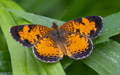 Phyciodes cocyta