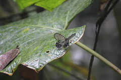 Pseudohaetera mimica