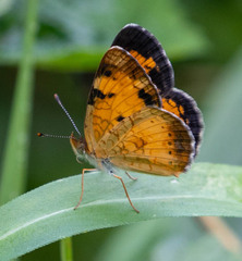 Phyciodes cocyta