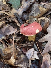 Hortiboletus rubellus