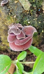 Auricularia