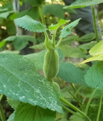 Neolasioptera boehmeriae