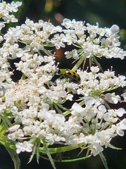 Diabrotica undecimpunctata