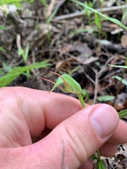 Pterostylis agathicola