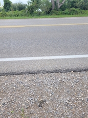 Chrysemys picta marginata