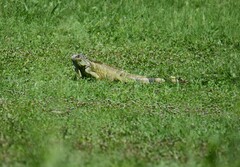 Iguana iguana