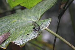 Pseudohaetera mimica